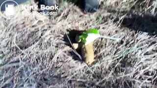 Woman Public Forest Big Shit And Cleaning Ass