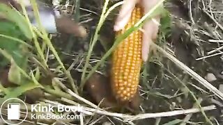woman poop in corn field and wipe with corn