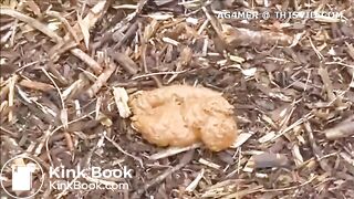 Beautiful blonde Swedish girl peeing and shitting