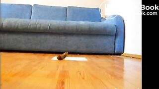 Dirty girl masturbating and pooping