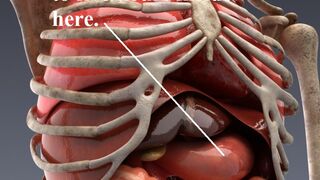 Welcome to my Stomach