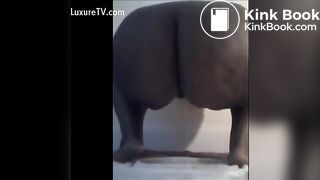 Ebony poop - video 10