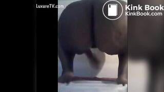 Ebony poop - video 10