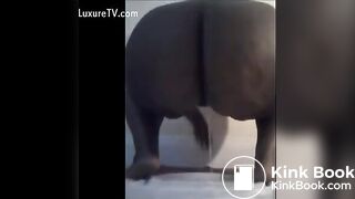 Ebony poop - video 10