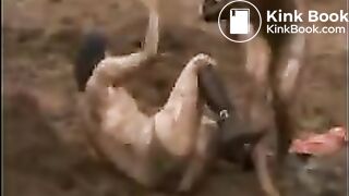 Lesbian wrestle in manure