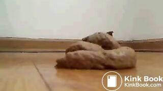 some doo doo on the floor maybe livingroom or kitchen dont know