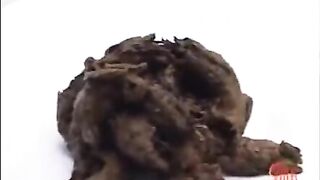 Shit collection what to feed your bitch 5