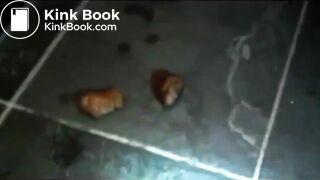 DM, Girl Poops In Her Hand Outside A Nightclub