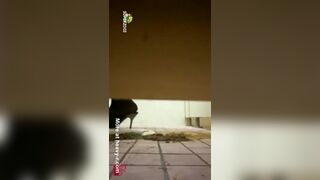 Japanese censored - Pooping accident !