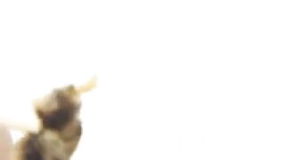 Japanese girl eating meat and shit