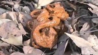Japanene outdoor poop