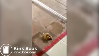 Russa cagando no chão