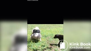She shits in the field