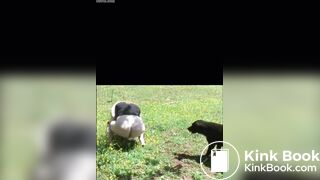 She shits in the field