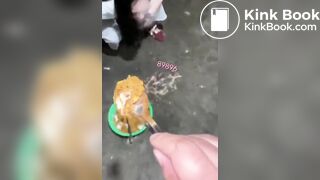 Husband teaches useless wife