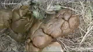 Four Russian girls poo in the woods..