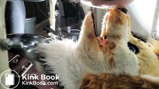Gay Toilet Fox Fed