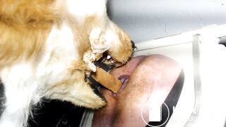 Gay Toilet Fox Fed