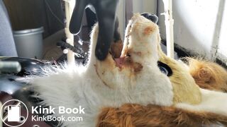 Gay Toilet Fox Fed