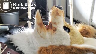 Gay Toilet Fox Fed
